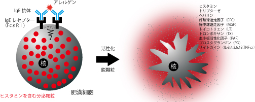1型アレルギー、花粉症、リーキーガット、セリアック、ビフィズス菌