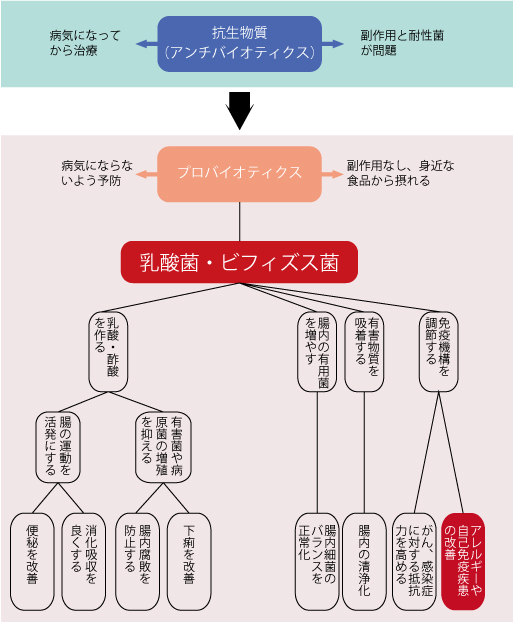 腸内環境、プロバイオティクス、乳酸菌
